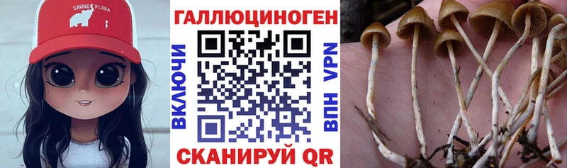 Псилоцибиновые грибы Psilocybe  Купить закладки  Лесосибирск 